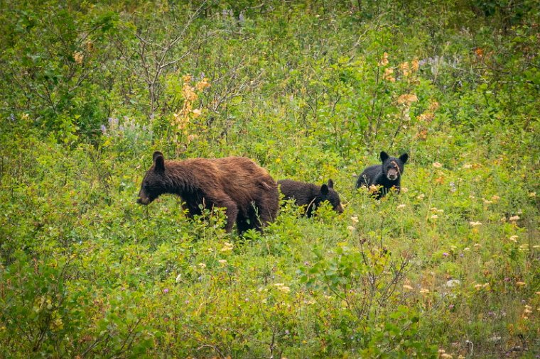 110 Glacier NP, zwarte beren.jpg